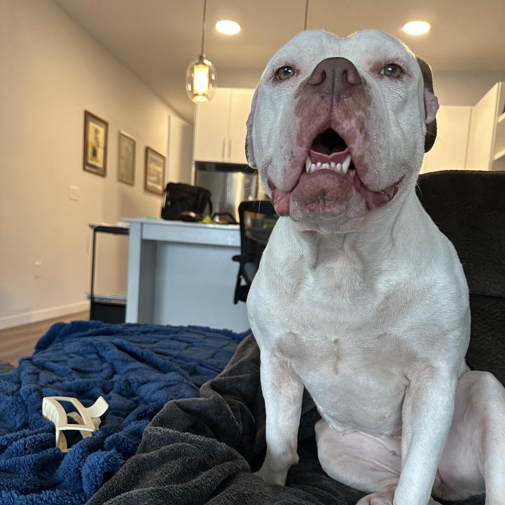 Enlarge Darla, a Adoptable mixed breed in Milwaukee, WI image 1/6