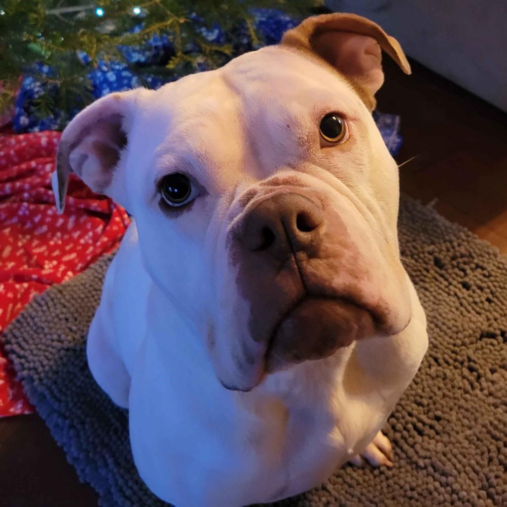 Darla, a Adoptable mixed breed in Milwaukee, WI image 2/6