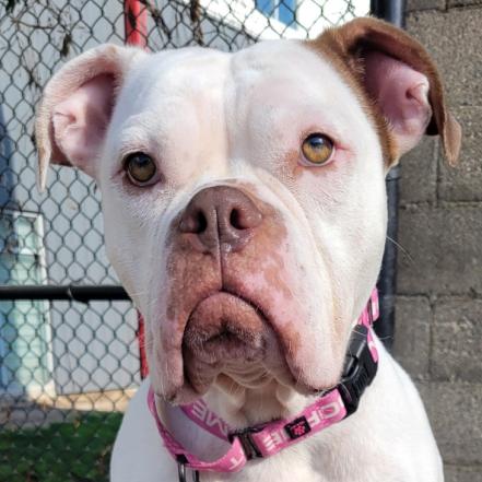 Enlarge Darla, a Adoptable mixed breed in Milwaukee, WI image 2/6