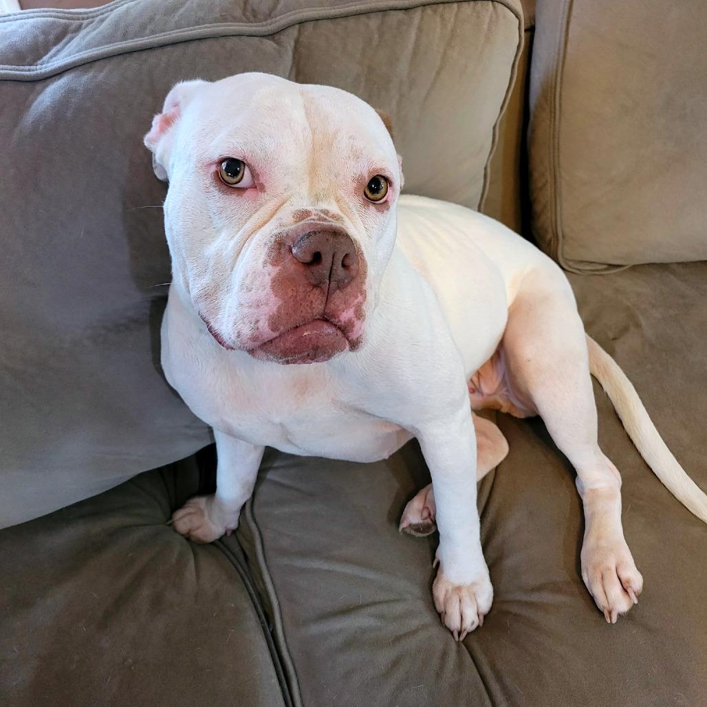 Enlarge Darla, a Adoptable mixed breed in Milwaukee, WI image 3/6