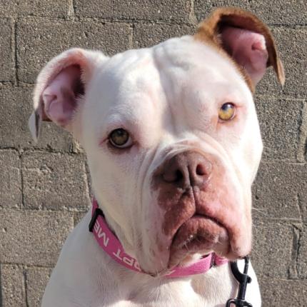 Enlarge Darla, a Adoptable mixed breed in Milwaukee, WI image 4/6