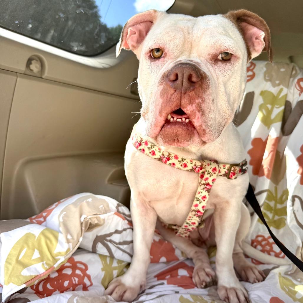 Enlarge Darla, a Adoptable mixed breed in Milwaukee, WI image 6/6