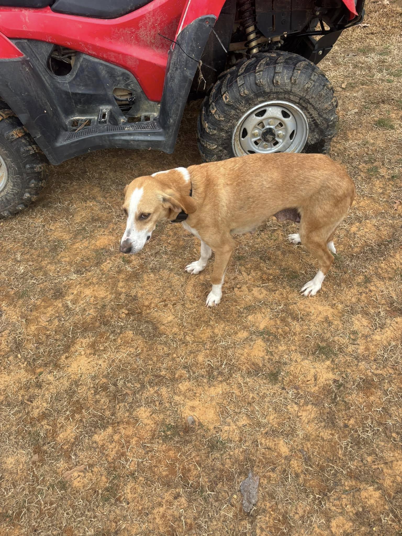 Maggie, Adopted, Adult Female Coonhound.
