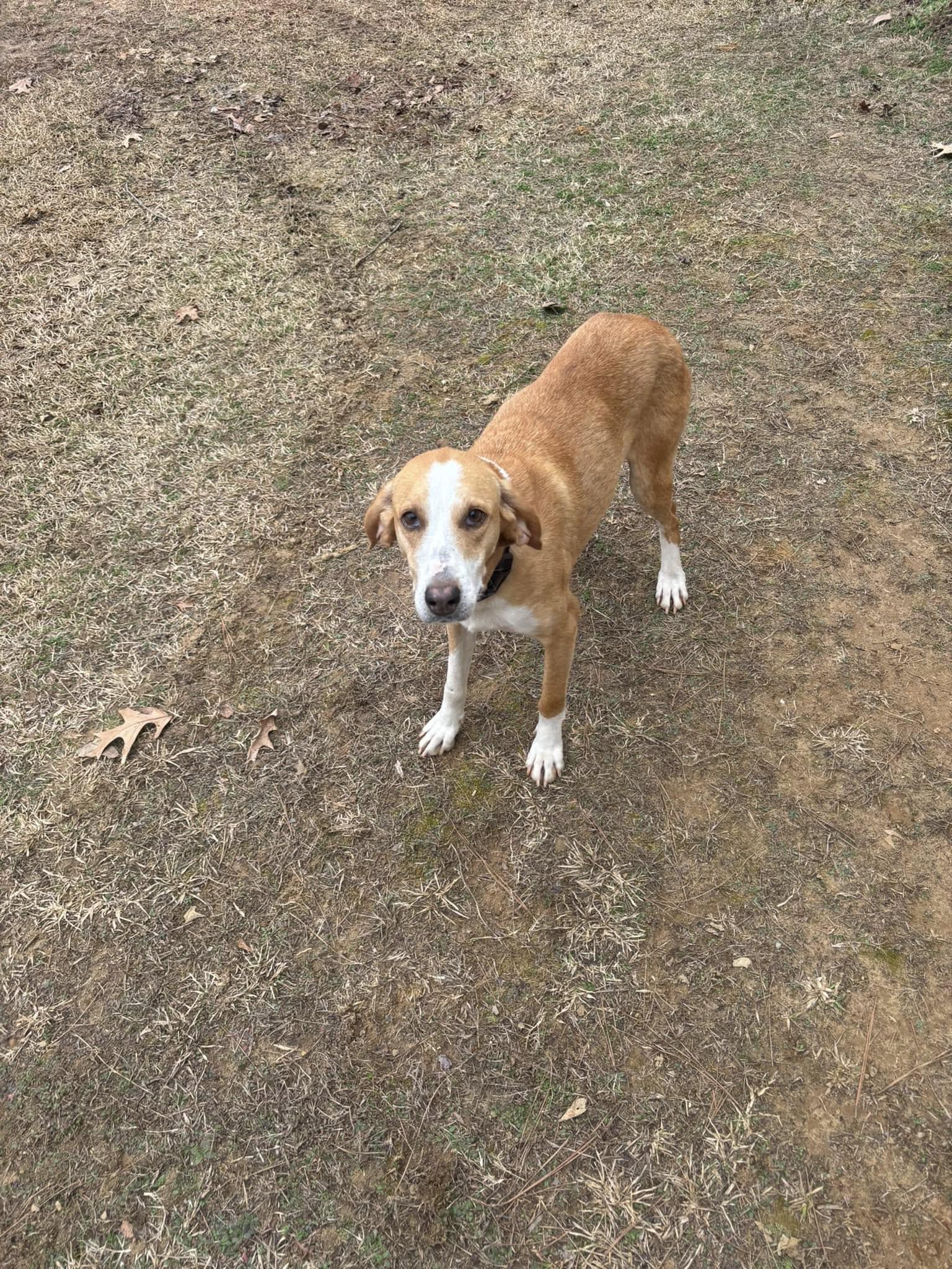 Enlarge Maggie, a Adopted Coonhound in Corinth, MS image 2/3