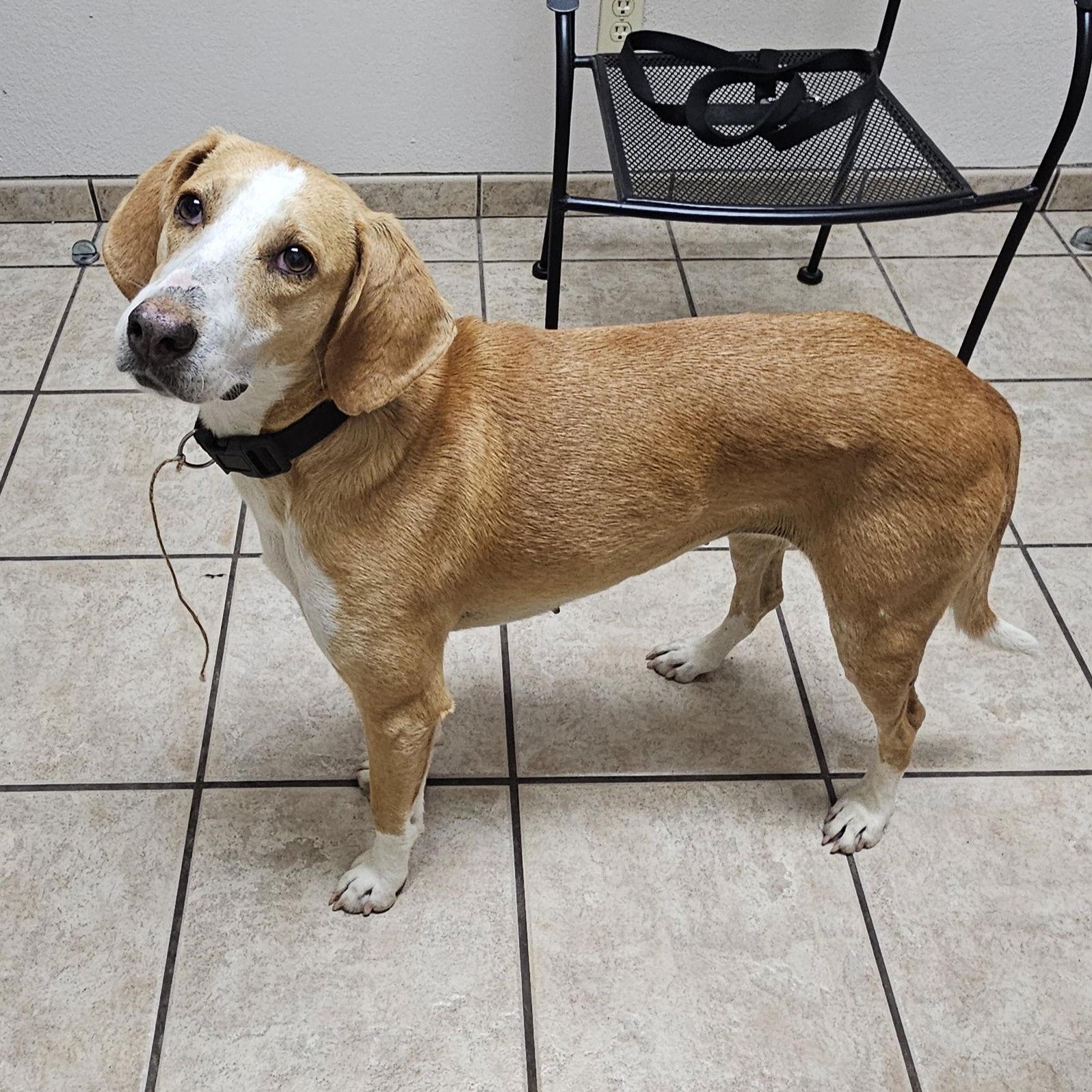 Enlarge Maggie, a Adopted Coonhound in Corinth, MS image 3/3