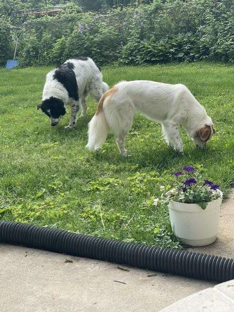 Boddah & Maple, a ADOPTABLE Great Pyrenees in Oregon, WI image 2/4