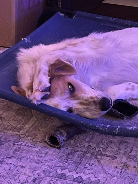 Boddah & Maple, a ADOPTABLE Great Pyrenees in Oregon, WI image 4/4