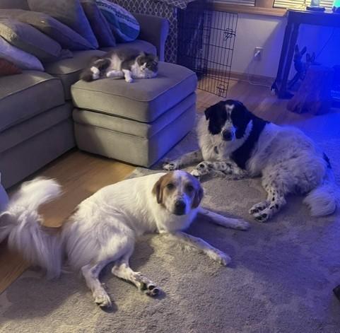 Boddah & Maple, a ADOPTABLE Great Pyrenees in Oregon, WI image 1/4