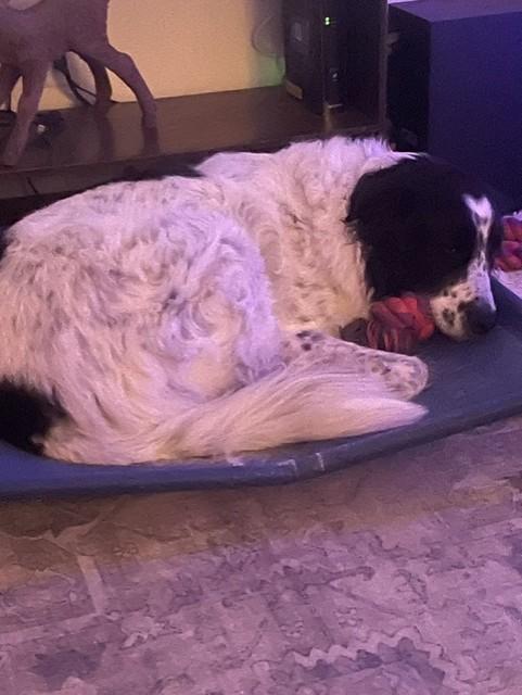 Boddah & Maple, a ADOPTABLE Great Pyrenees in Oregon, WI image 3/4