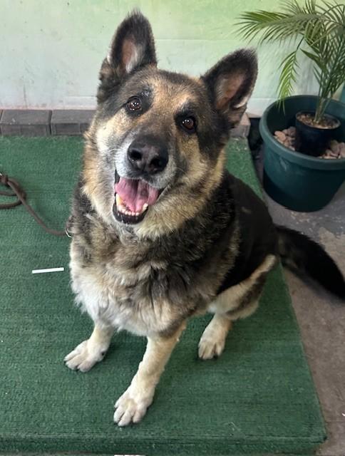 KOBE, Adoptable, Senior Male German Shepherd Dog.
