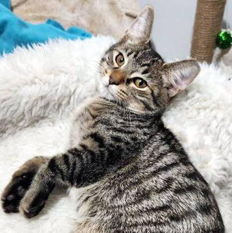 Teegan, Adoptable, Kitten Male Domestic Short Hair.