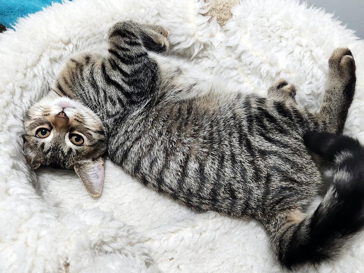 Enlarge Teegan, a Adoptable Domestic Short Hair in Pittsburgh, PA image 2/6