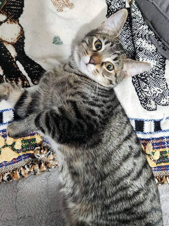 Enlarge Teegan, a Adoptable Domestic Short Hair in Pittsburgh, PA image 4/6