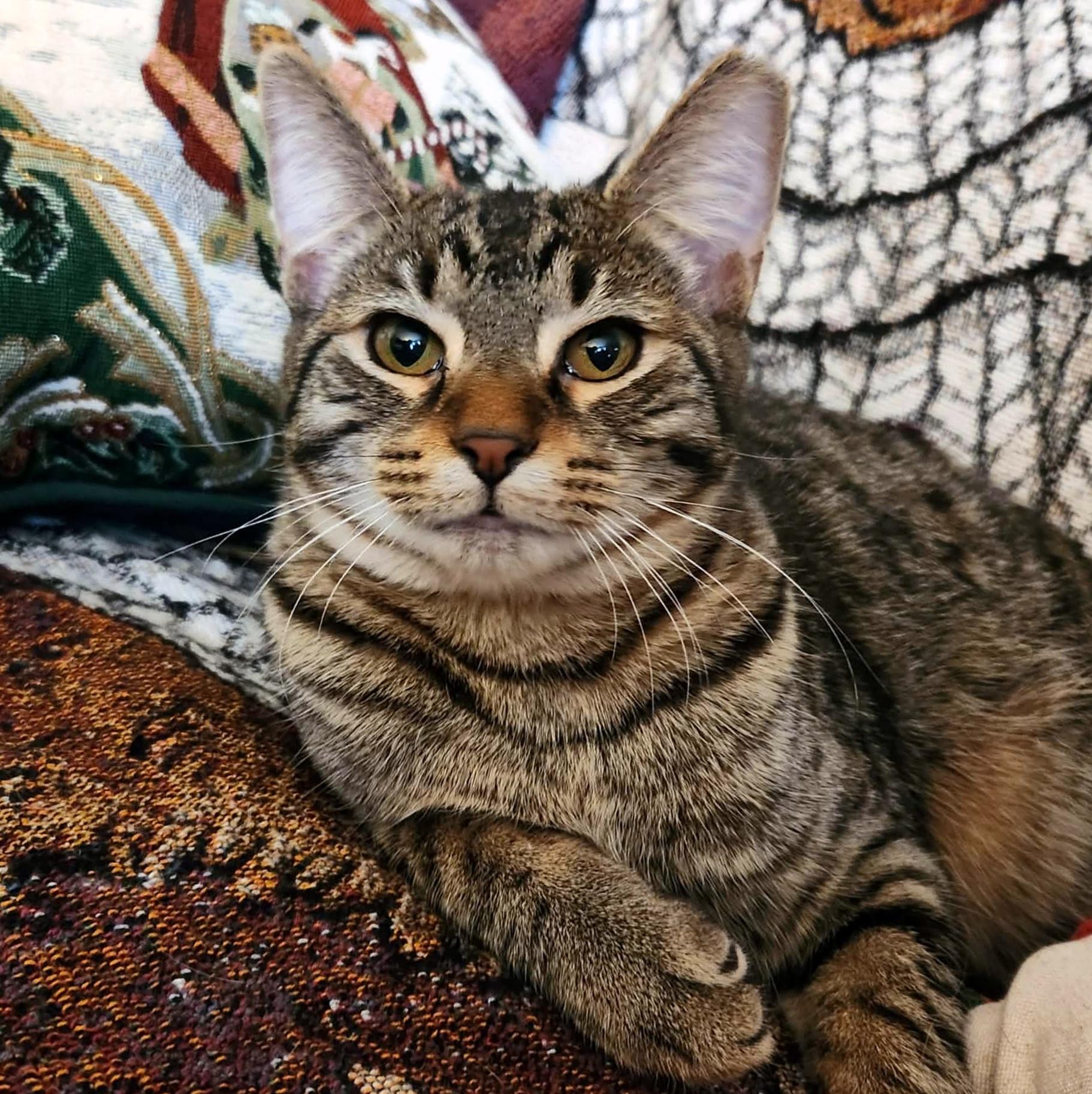 Enlarge Teegan, a Adoptable Domestic Short Hair in Pittsburgh, PA image 4/6