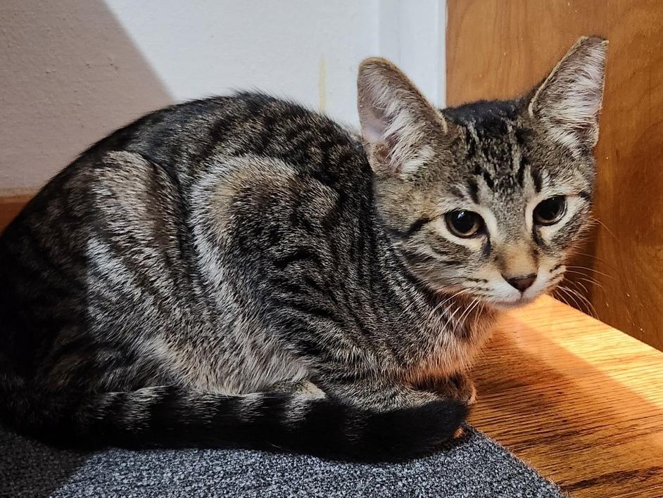 Enlarge Teegan, a Adoptable Domestic Short Hair in Pittsburgh, PA image 5/6