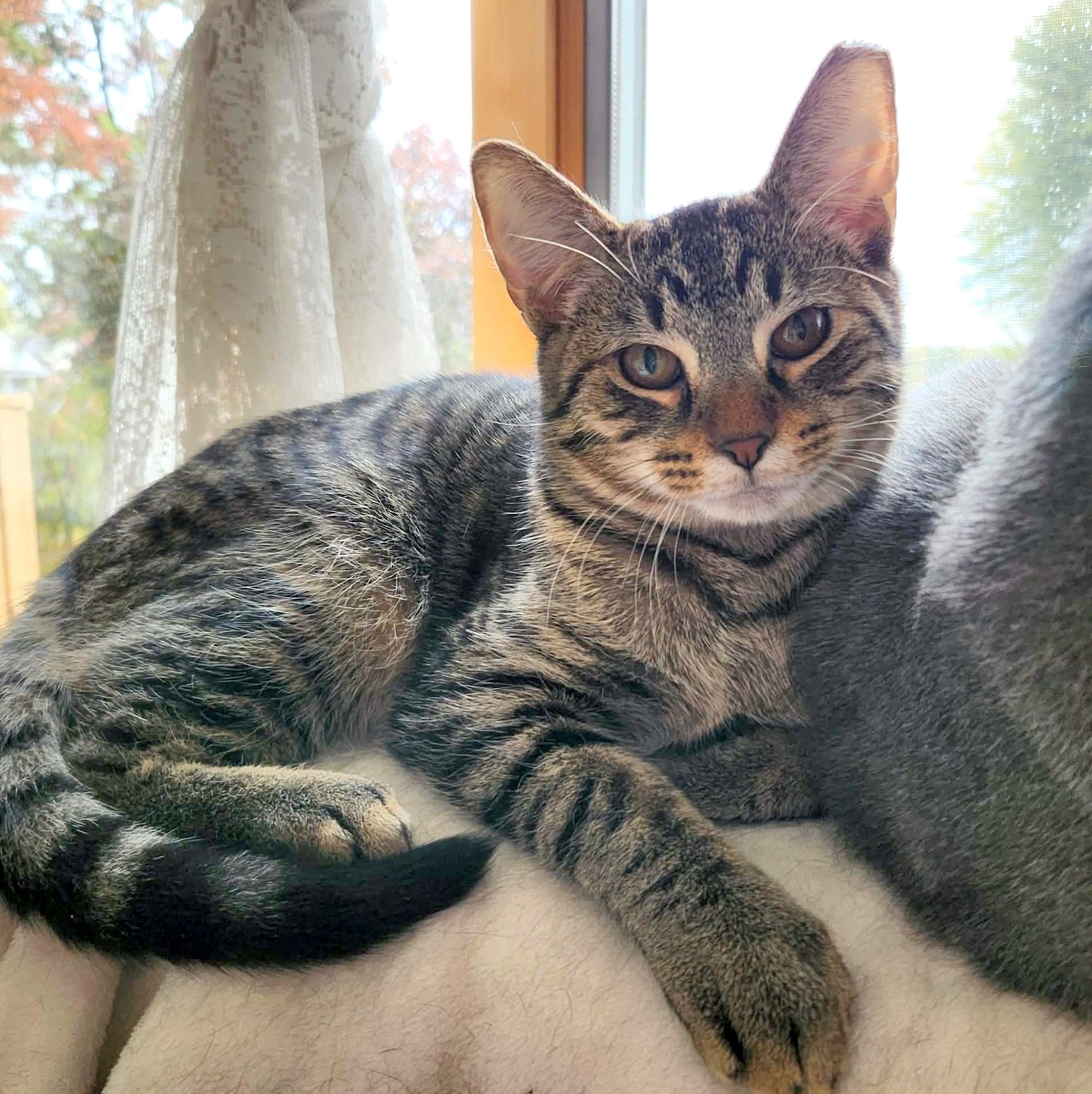 Enlarge Teegan, a Adoptable Domestic Short Hair in Pittsburgh, PA image 2/6