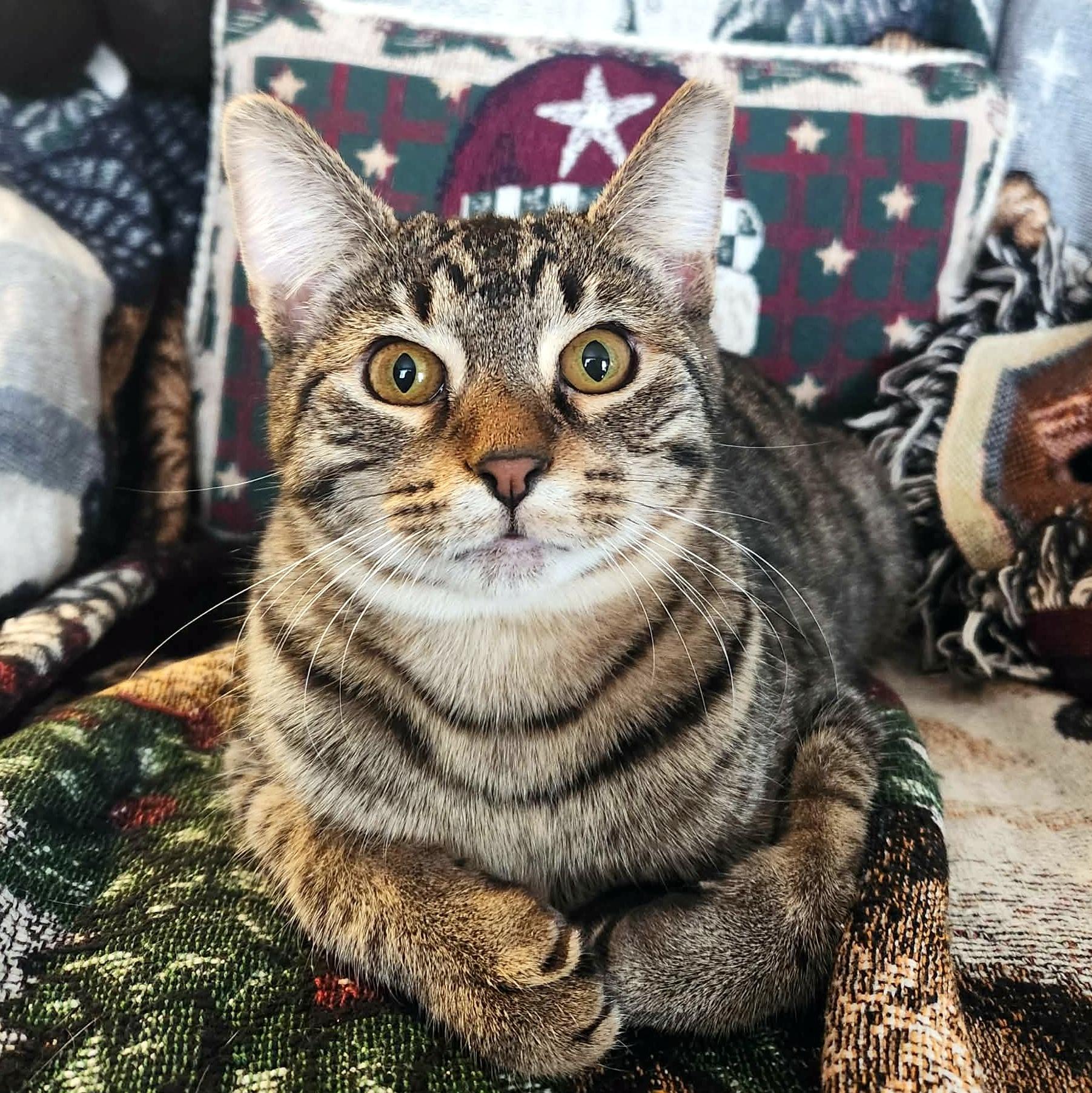 Enlarge Teegan, a Adoptable Domestic Short Hair in Pittsburgh, PA image 1/6