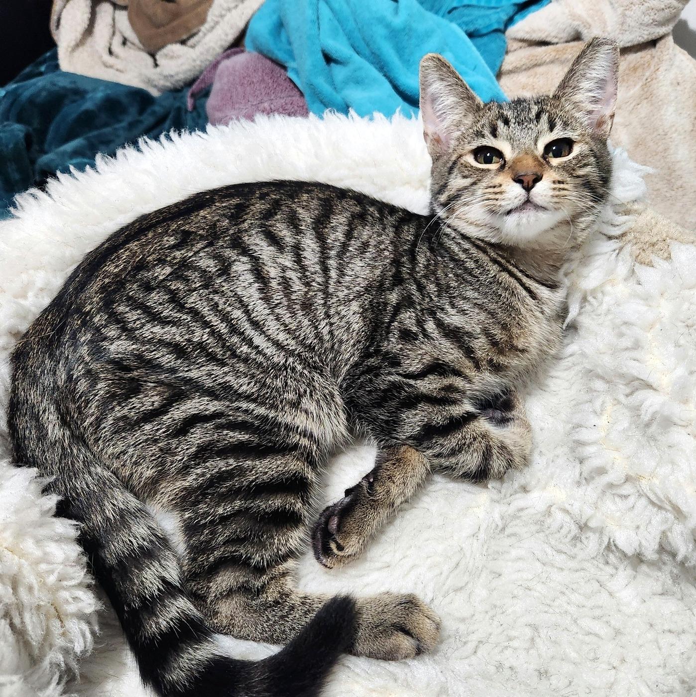 Enlarge Teegan, a Adoptable Domestic Short Hair in Pittsburgh, PA image 6/6