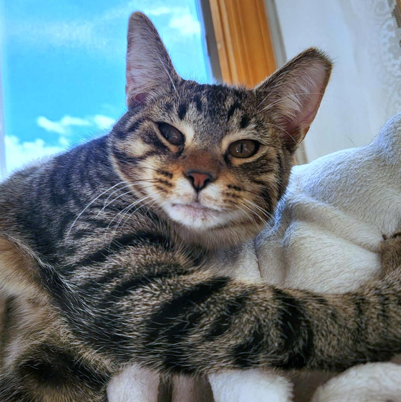 Enlarge Teegan, a Adoptable Domestic Short Hair in Pittsburgh, PA image 3/6