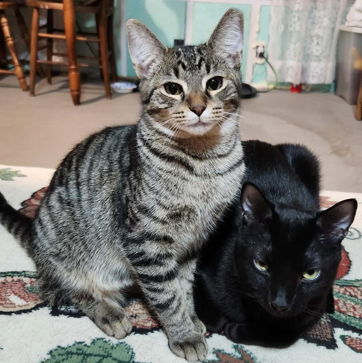 Enlarge Teegan, a Adoptable Domestic Short Hair in Pittsburgh, PA image 5/6