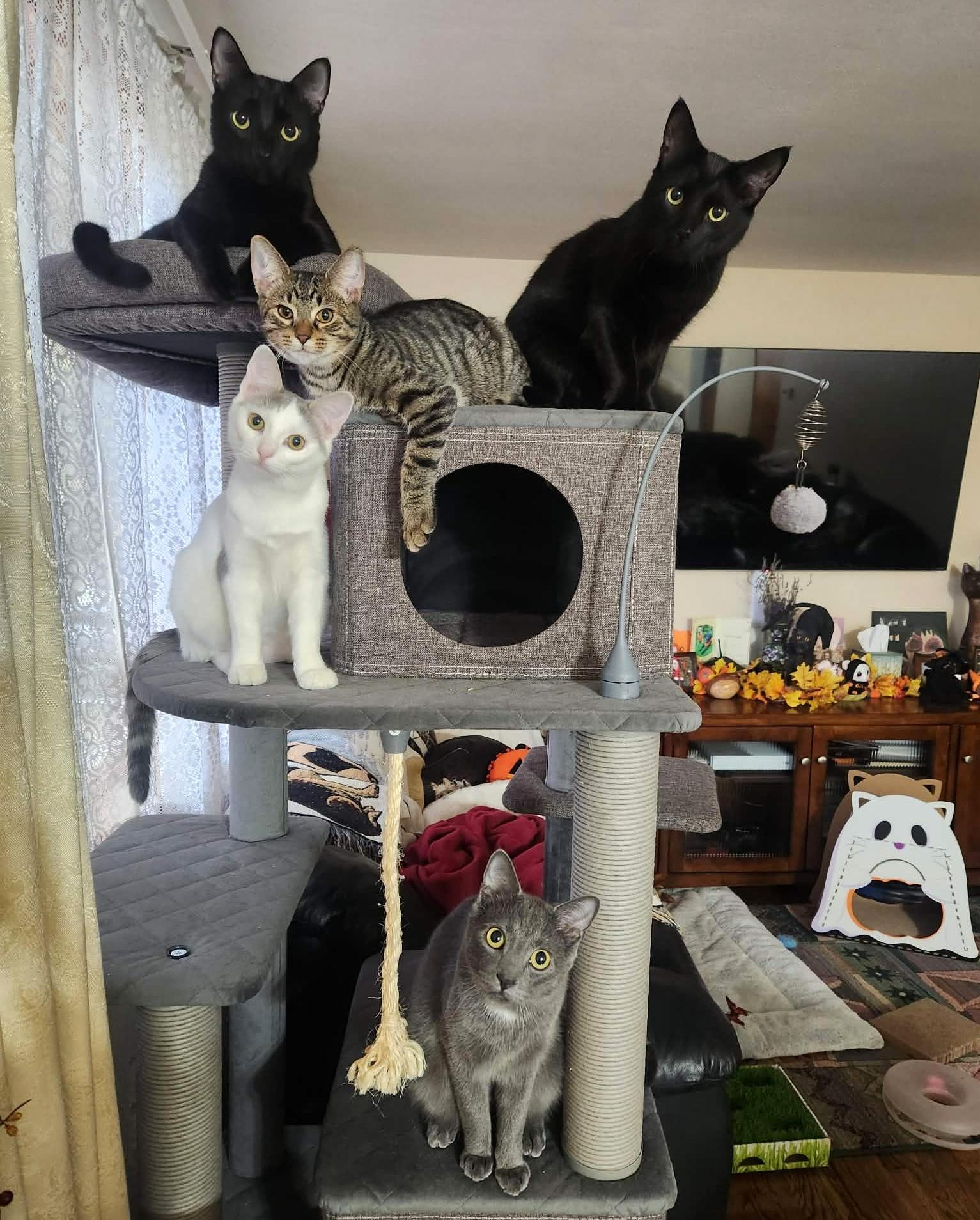 Enlarge Teegan, a Adoptable Domestic Short Hair in Pittsburgh, PA image 6/6