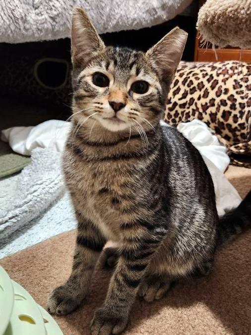 Enlarge Teegan, a Adoptable Domestic Short Hair in Pittsburgh, PA image 3/6