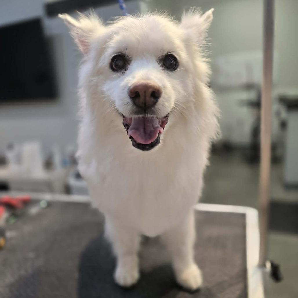 Houston, a Adoptable American Eskimo Dog in Ada, MN image 1/4