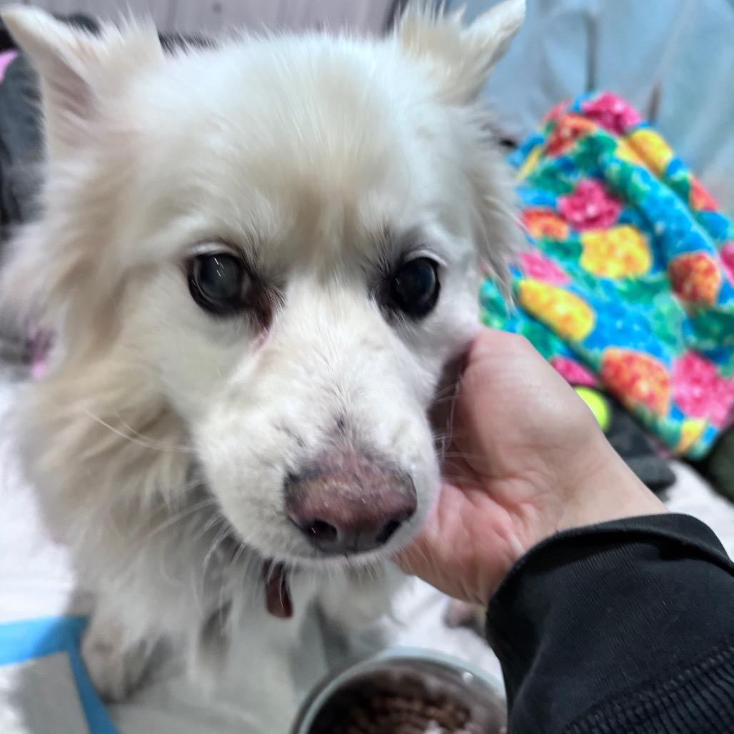 Houston, Adoptable, Senior Male American Eskimo Dog.