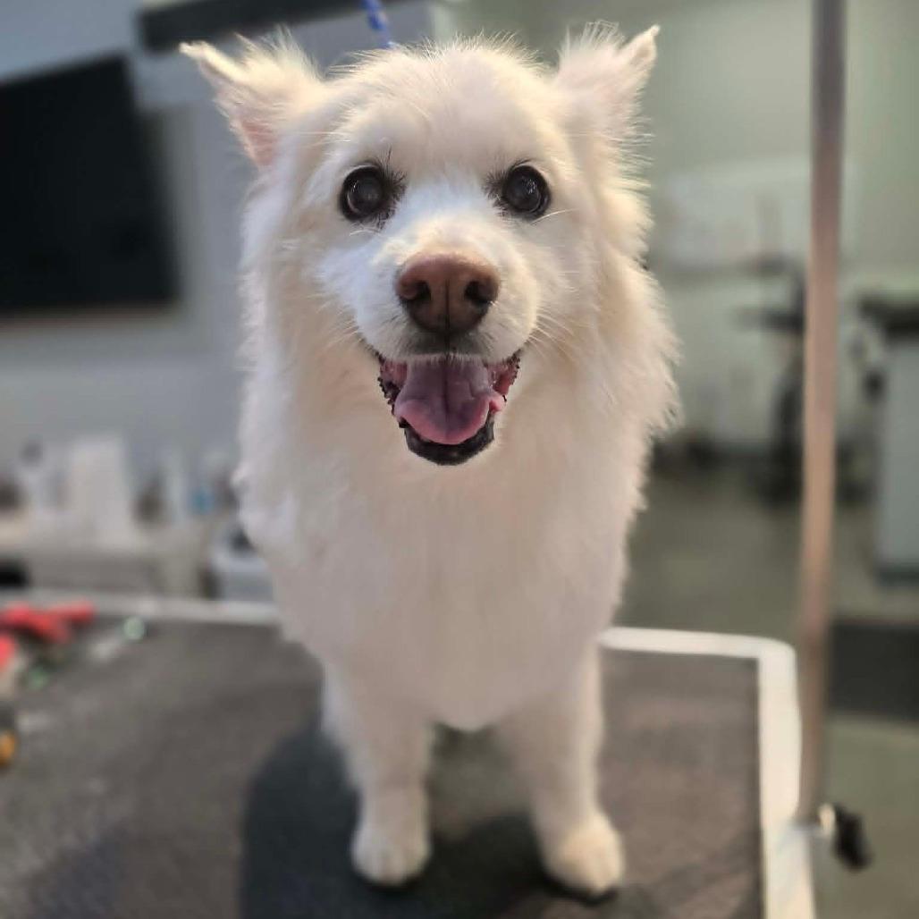 Enlarge Houston, a Adoptable American Eskimo Dog in Ada, MN image 2/4
