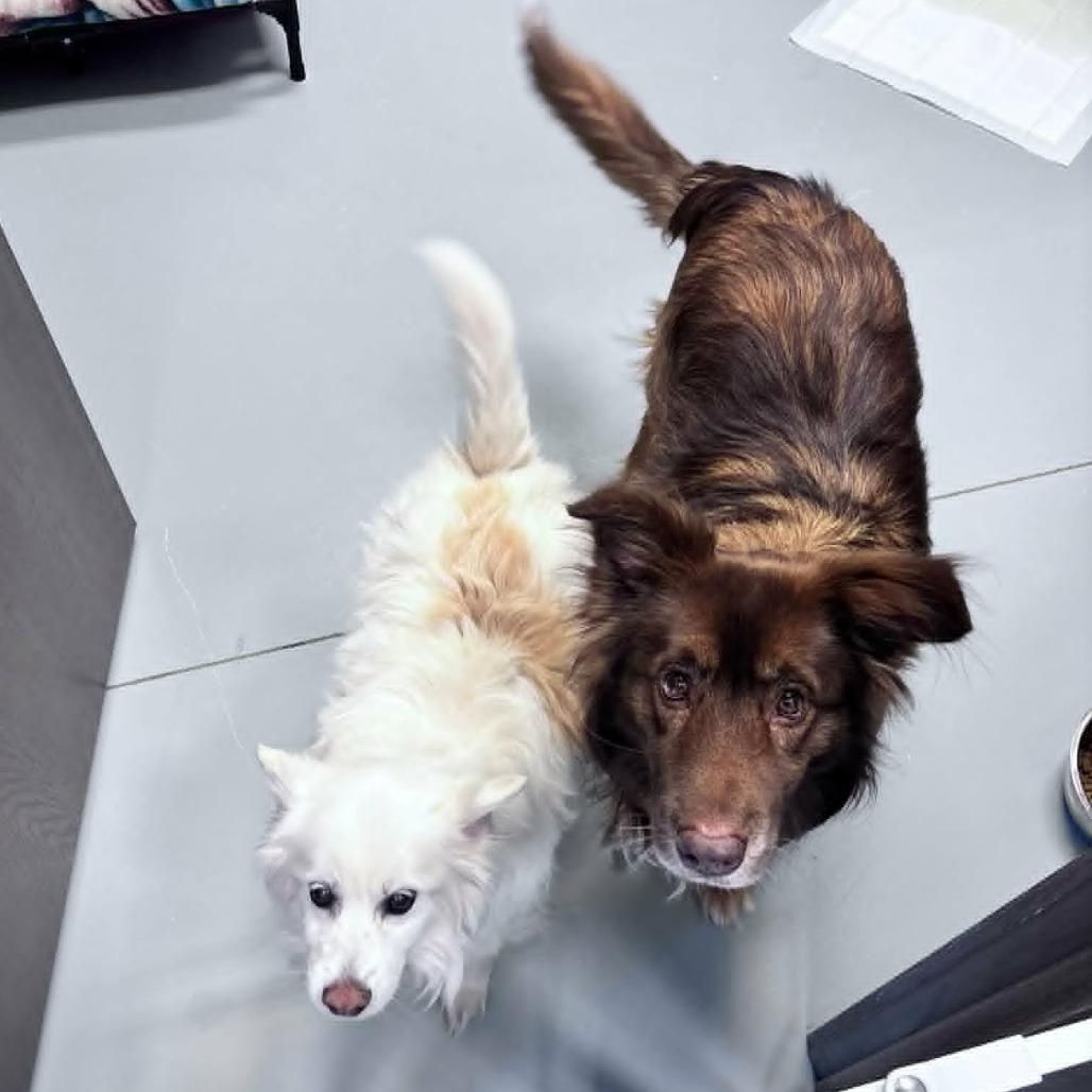 Houston, a Adoptable American Eskimo Dog in Ada, MN image 4/4