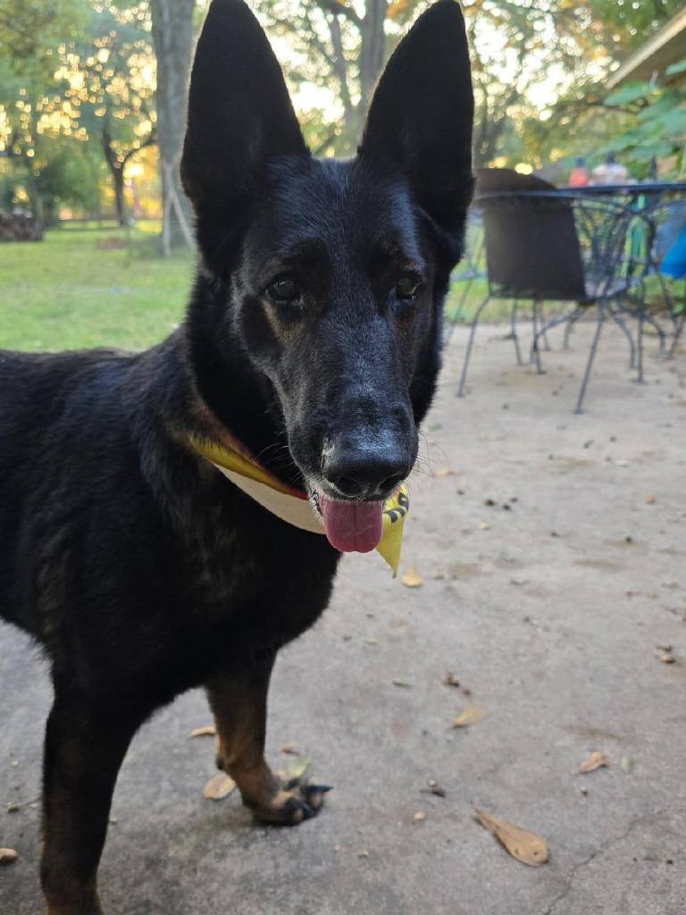 Raz, Adoptable, Senior Female Shepherd.