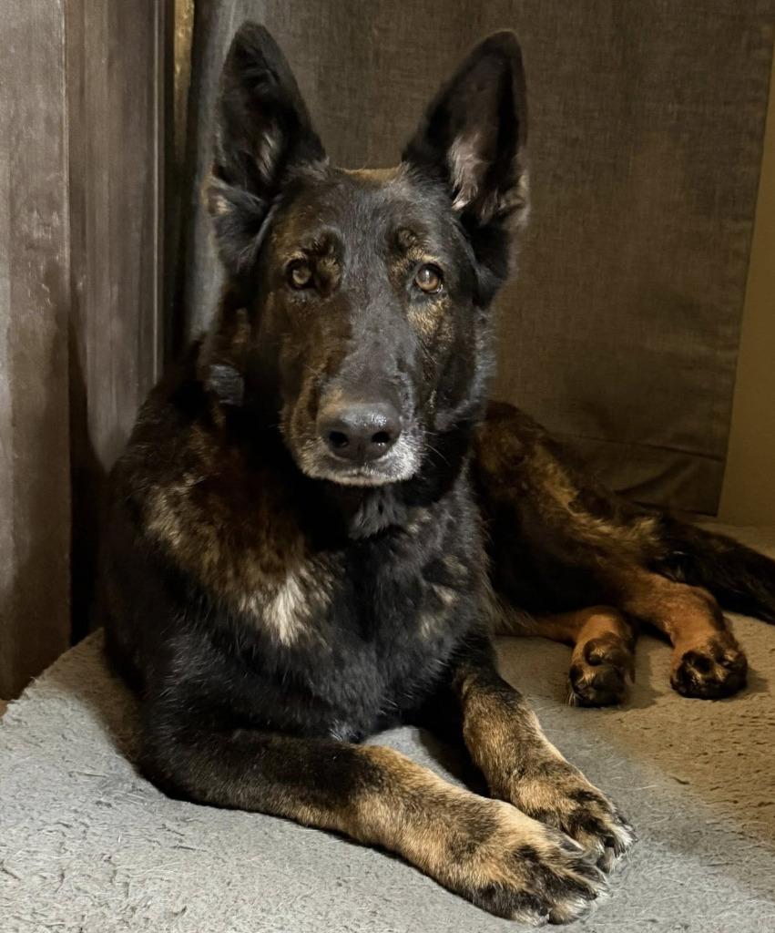 Enlarge Raz, a Adoptable Shepherd in Spring, TX image 3/5