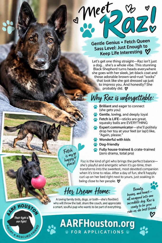 Enlarge Raz, a Adoptable Shepherd in Spring, TX image 5/5