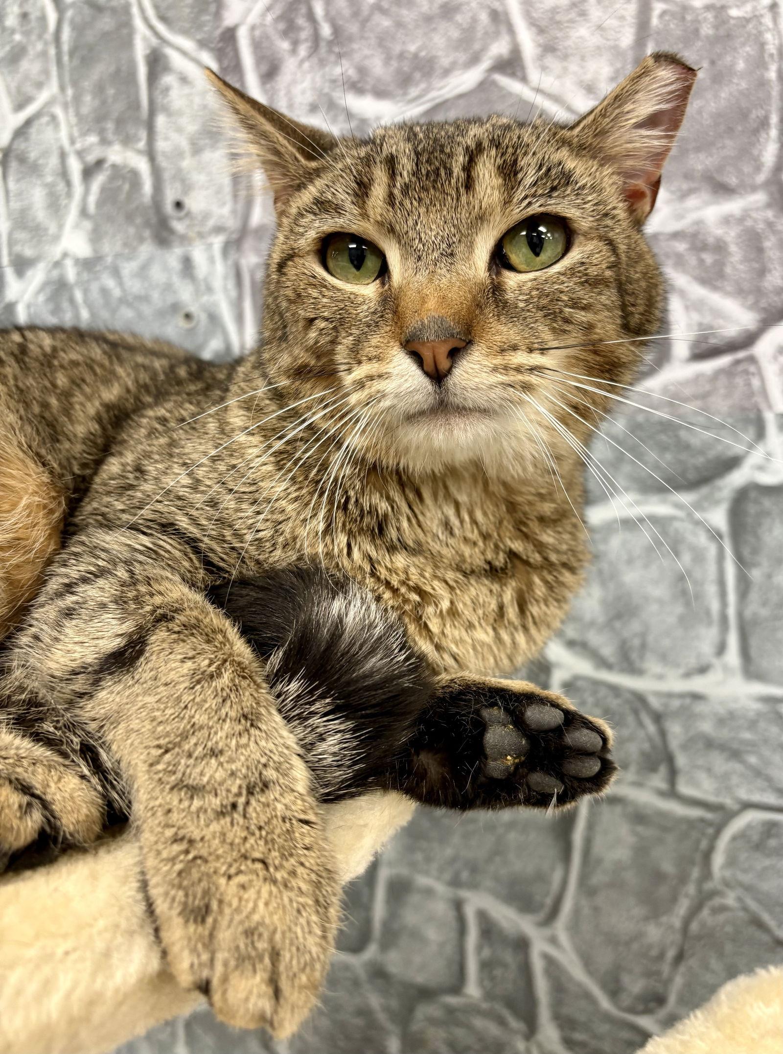 Enlarge Tucker, a Adoptable Domestic Short Hair in Pittsburgh, PA image 1/2