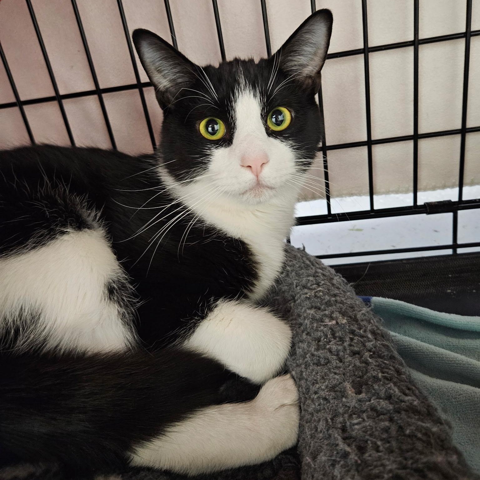 Enlarge Noah, an adopted Tuxedo in Altoona, PA image 1/1