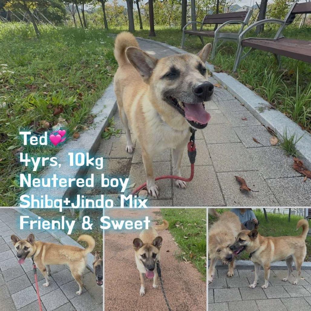 Enlarge Ted, a Adoptable mixed breed in Bend, OR image 1/2