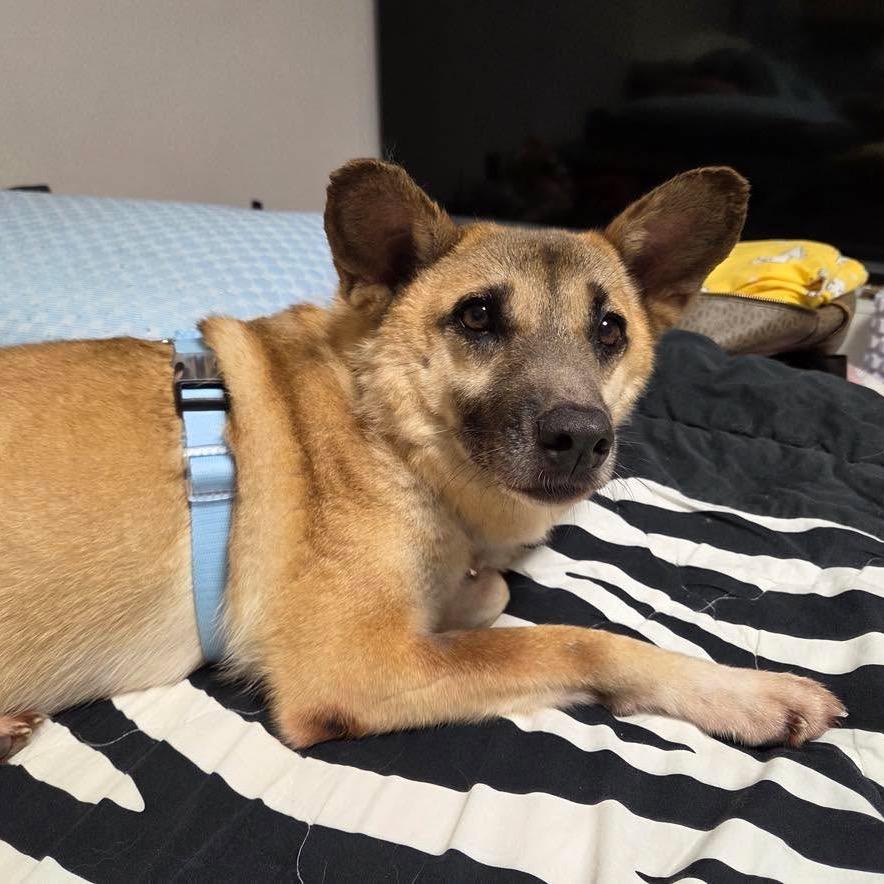 Enlarge Ted, a Adoptable mixed breed in Bend, OR image 2/2