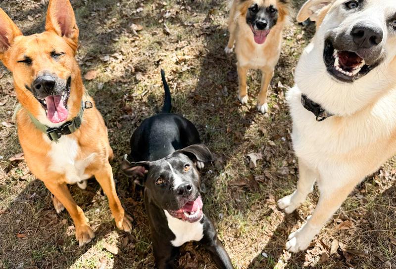 Enlarge Nugget, a Adoptable mixed breed in Southport, CT image 5/6