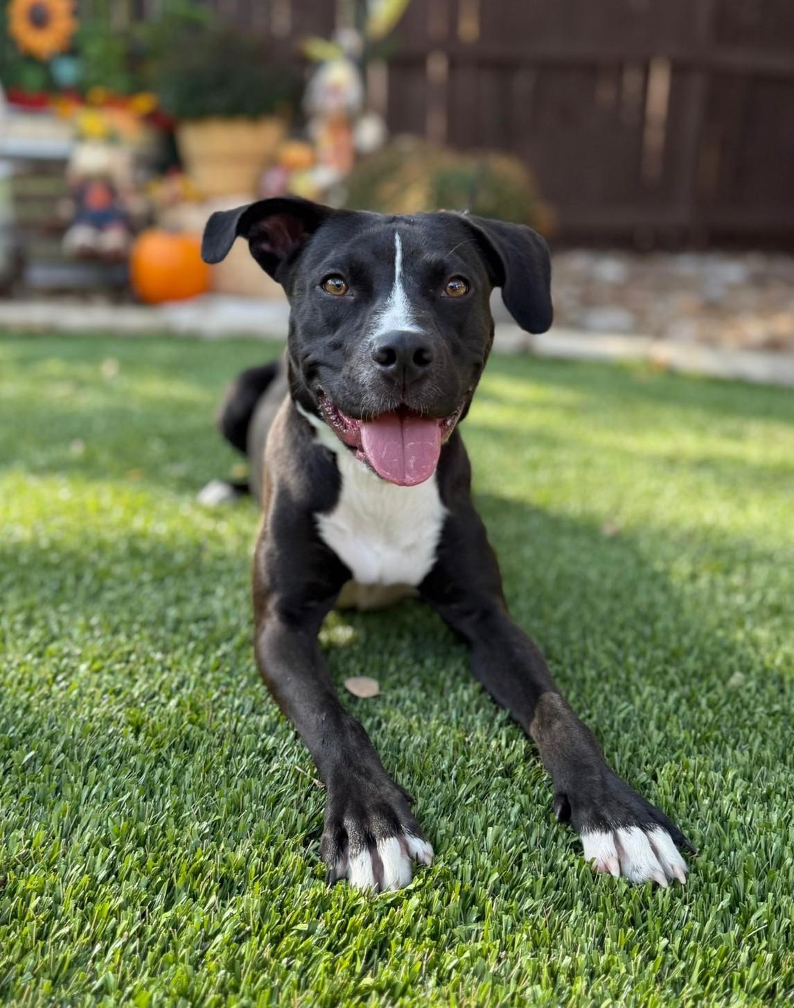 Enlarge Nugget, a Adoptable mixed breed in Southport, CT image 1/6