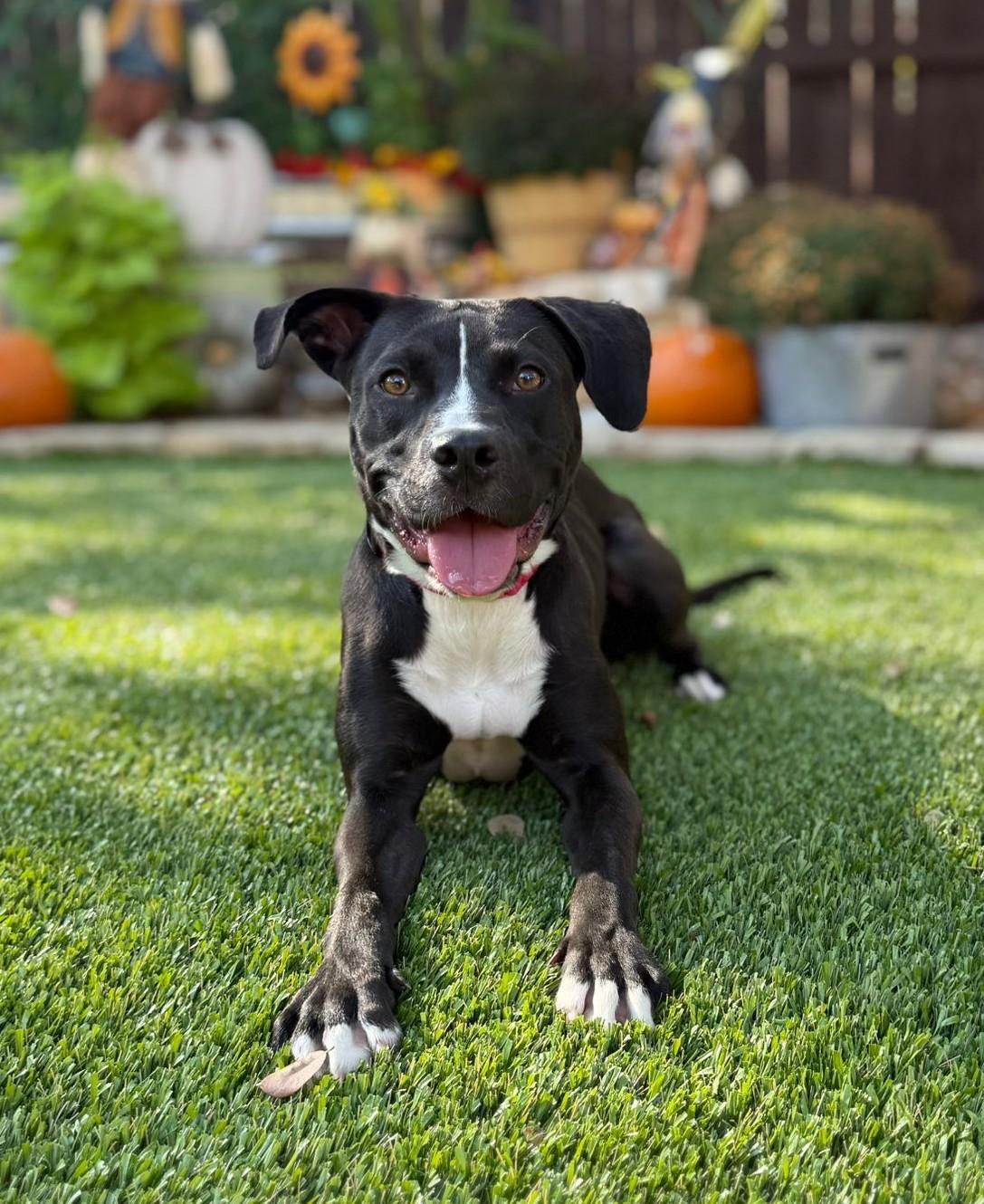 Enlarge Nugget, a Adoptable mixed breed in Southport, CT image 4/6
