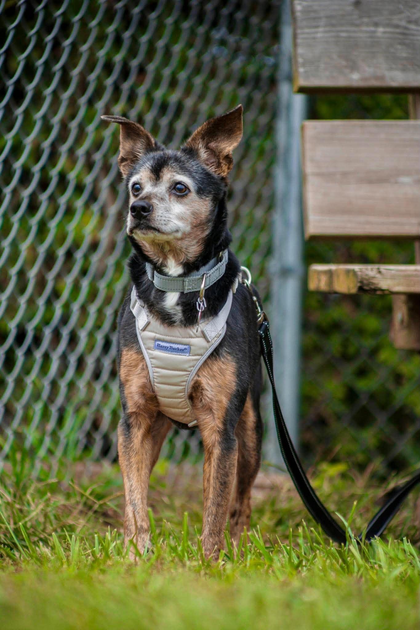 Enlarge Vito, a Adoptable mixed breed in Valparaiso, IN image 2/3