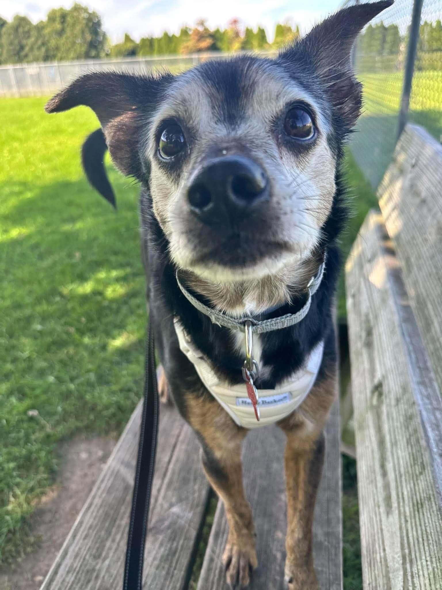 Enlarge Vito, a Adoptable mixed breed in Valparaiso, IN image 3/3