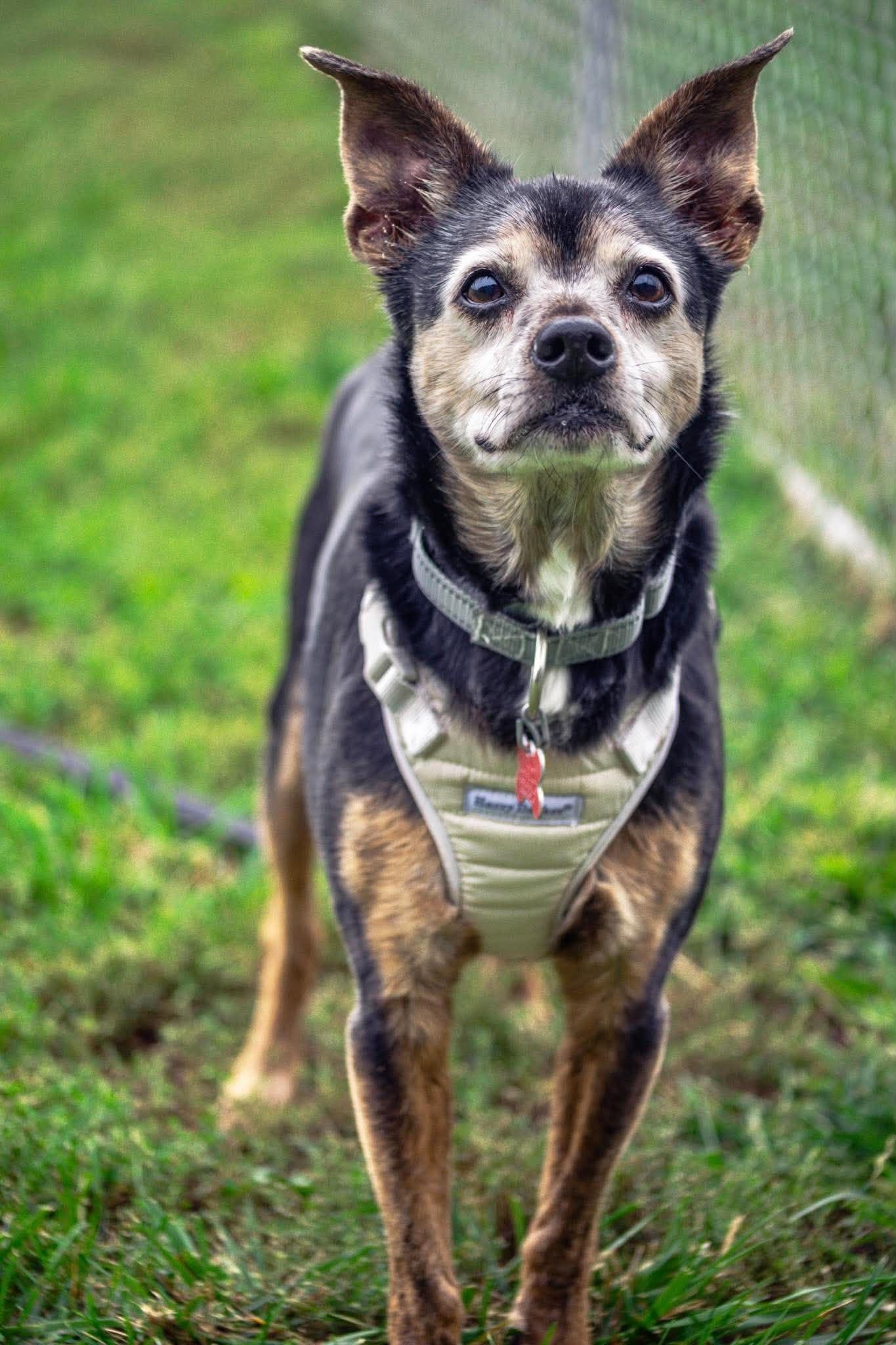 Vito, Adoptable, Senior Male Terrier.