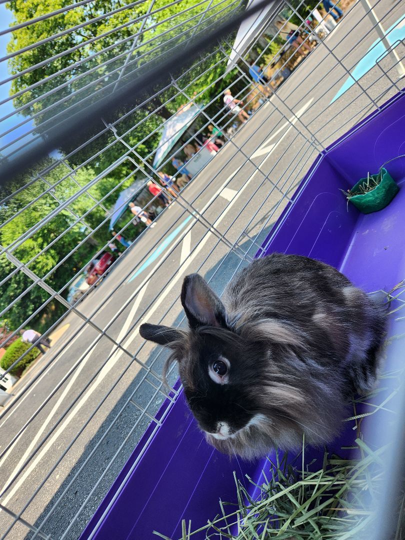 Marcy, Adopted, Adult Female Lionhead.