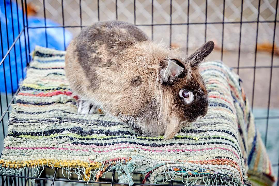 Marcy, a Adopted Lionhead in PITTSBURGH, PA image 2/5