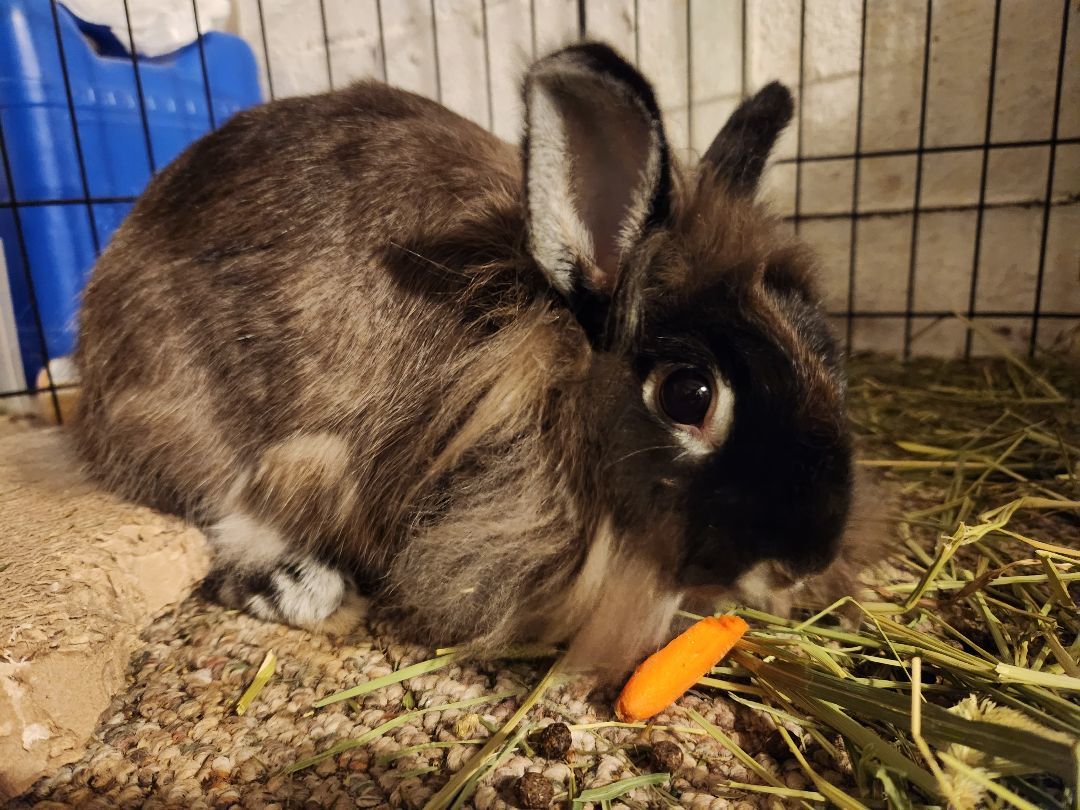 Marcy, a Adopted Lionhead in PITTSBURGH, PA image 3/5