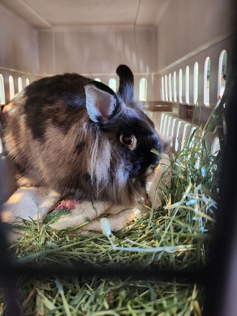 Marcy, a Adopted Lionhead in PITTSBURGH, PA image 4/5