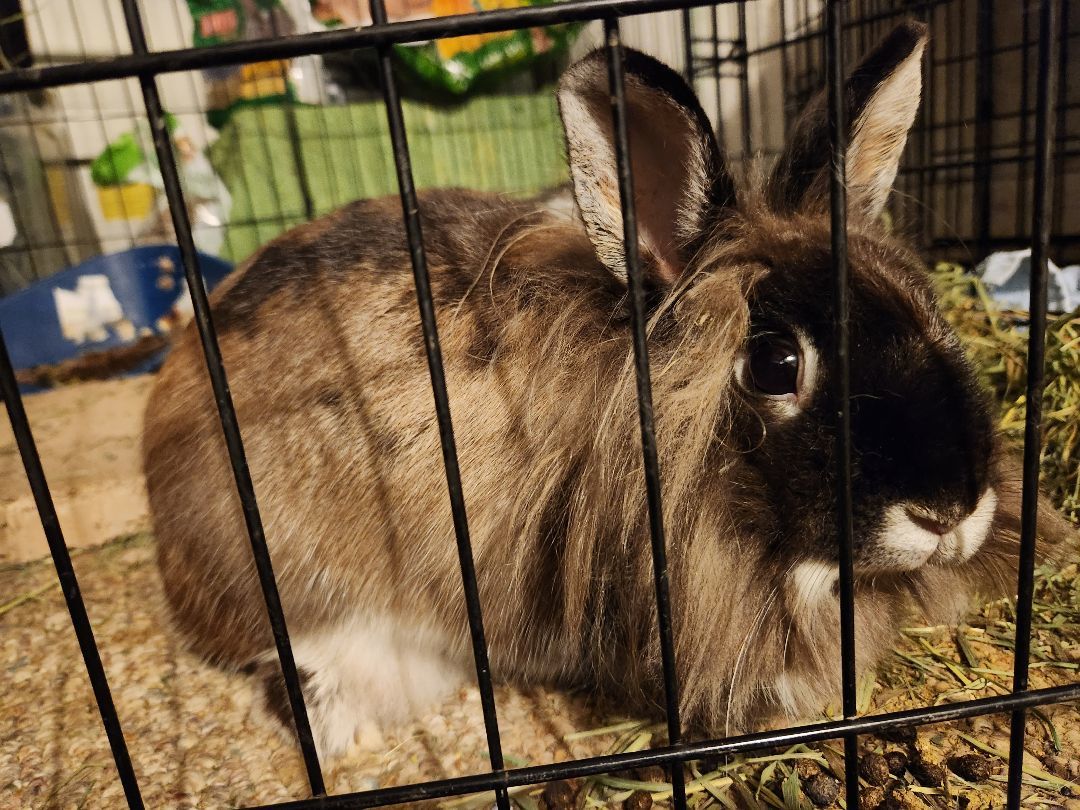 Marcy, a Adopted Lionhead in PITTSBURGH, PA image 5/5
