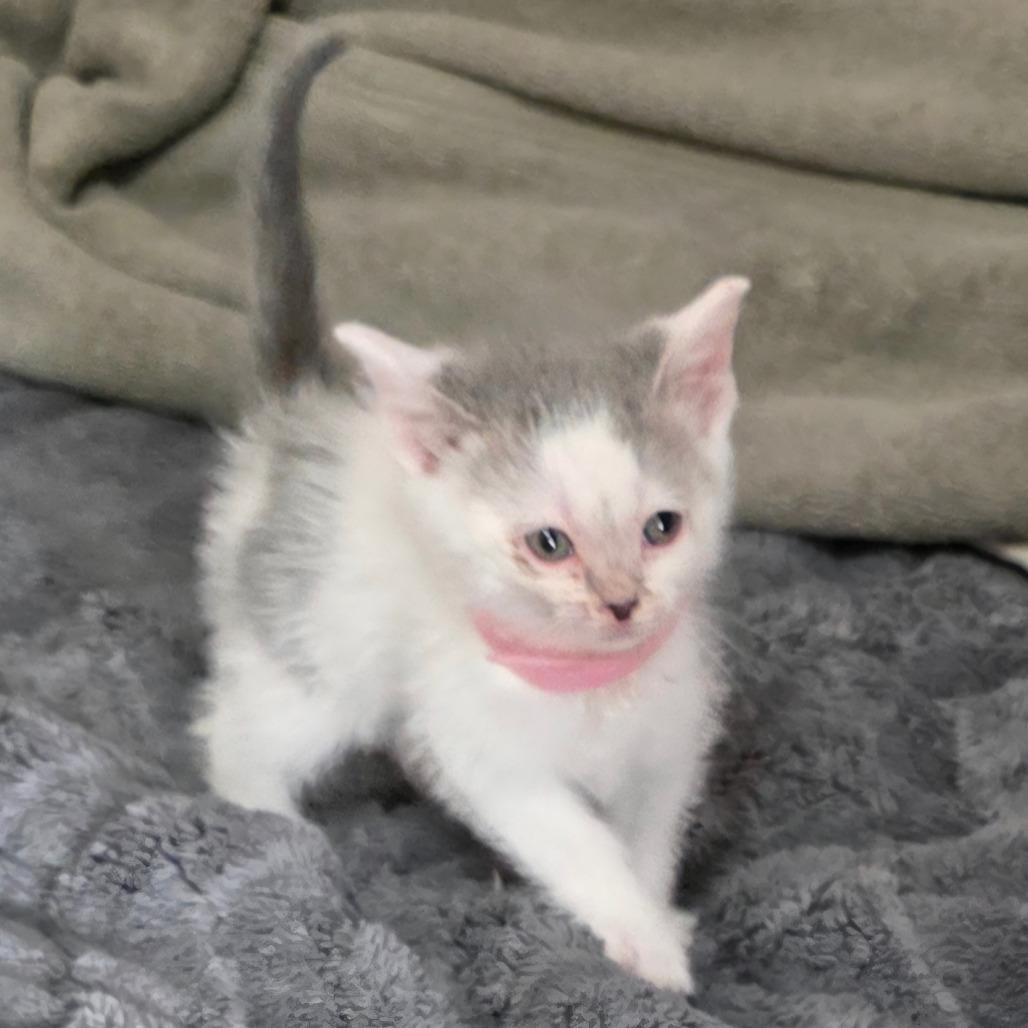 Enlarge Stinker, a Adoptable Domestic Short Hair in Chicago, IL image 2/2