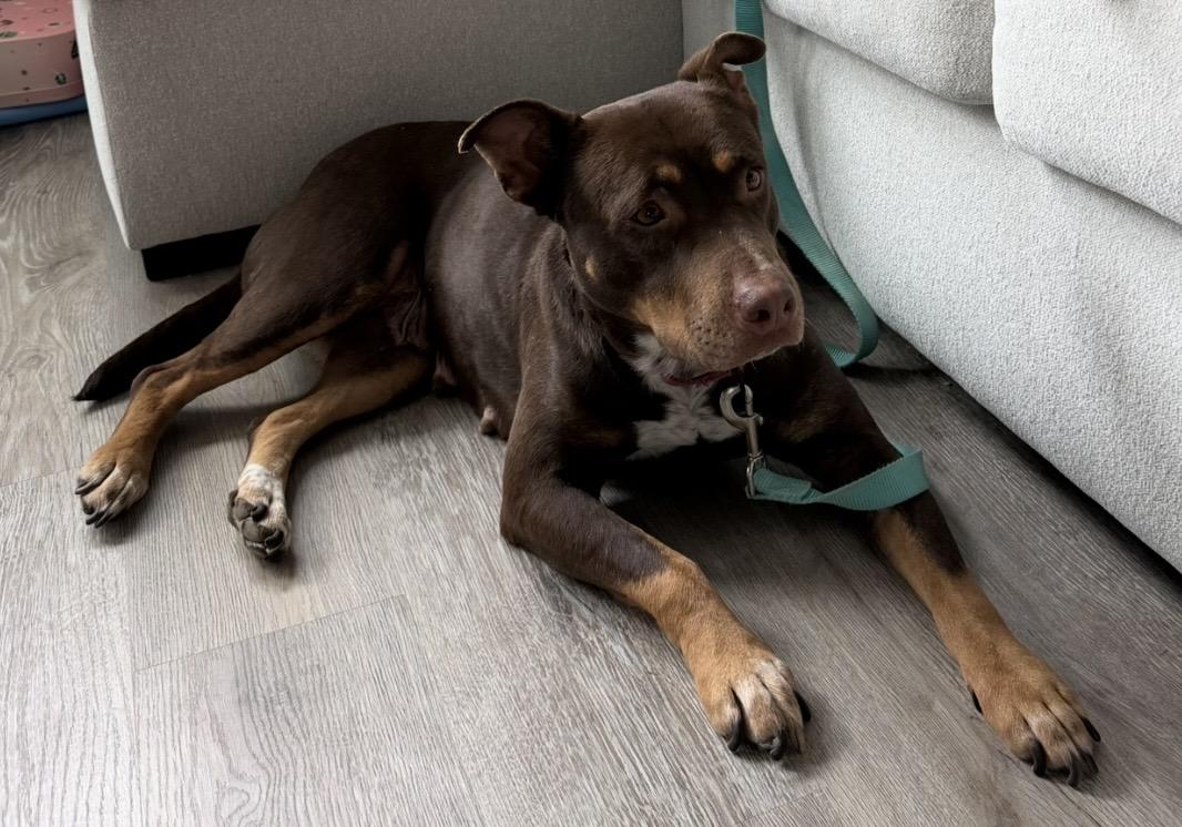 Enlarge Marra, a Adopted mixed breed in Tigard, OR image 1/6
